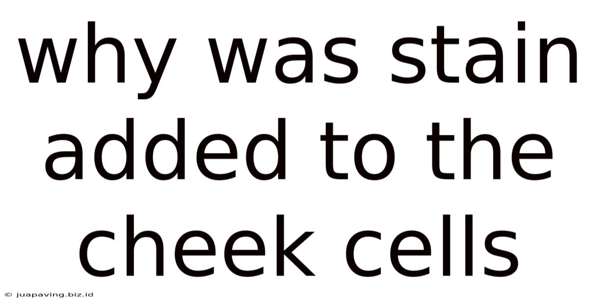 Why Was Stain Added To The Cheek Cells